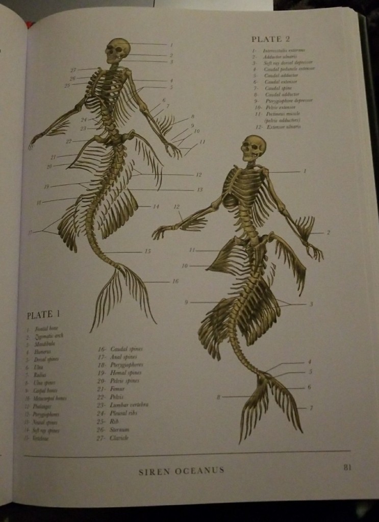 Two anatomical drawings a mermaid with each individual part labeled. The first is a skeleton and the skeleton with some minor musculature. Beneath the image is the label "Siren oceanus."